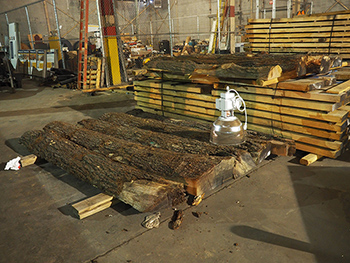 Figure 6. Quartered black oak collected from storm-fallen trees on campus.